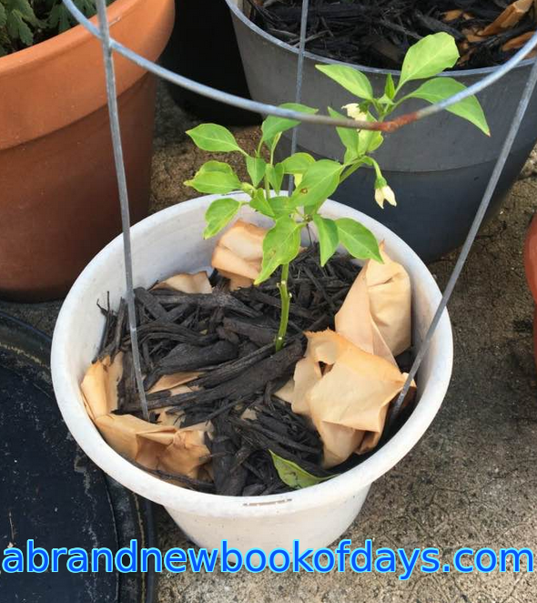 Water Conserving In Potted&nbsp;Plants