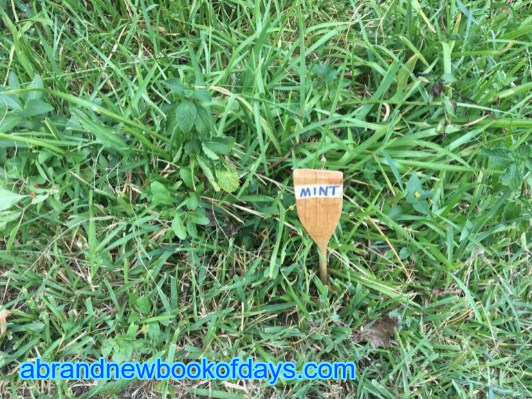 Wooden Plant Marker In&nbsp;Action