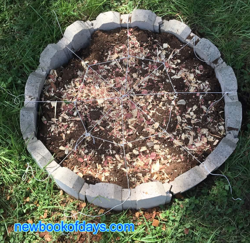 Spider Herb Bed